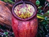 nepenthes-lamii-1