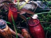 nepenthes-lamii