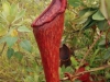 nepenthes-pulchra-1