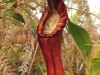 nepenthes-pulchra