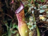 new-nepenthes-knygos-virselis