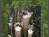 stewart-mcpherson-pitcher-plants-of-the-americas-0