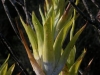 stewart-mcpherson-pitcher-plants-of-the-americas-2