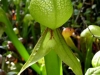 stewart-mcpherson-pitcher-plants-of-the-americas-3