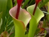 stewart-mcpherson-pitcher-plants-of-the-americas-4