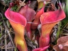 stewart-mcpherson-pitcher-plants-of-the-americas-5