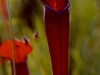 stewart-mcpherson-pitcher-plants-of-the-americas-7