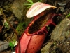 stewartmcpherson-pitcher-plants-of-the-old-world-00-1