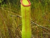 stewartmcpherson-pitcher-plants-of-the-old-world-01