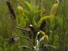 stewartmcpherson-pitcher-plants-of-the-old-world-02