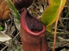 stewartmcpherson-pitcher-plants-of-the-old-world-04