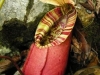 stewartmcpherson-pitcher-plants-of-the-old-world-05