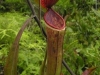 stewartmcpherson-pitcher-plants-of-the-old-world-06