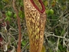 stewartmcpherson-pitcher-plants-of-the-old-world-08