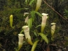 stewartmcpherson-pitcher-plants-of-the-old-world-10
