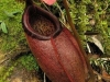 stewartmcpherson-pitcher-plants-of-the-old-world-13