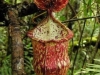 stewartmcpherson-pitcher-plants-of-the-old-world-14