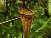 stewartmcpherson-pitcher-plants-of-the-old-world-15