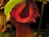 stewartmcpherson-pitcher-plants-of-the-old-world-16