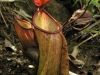 stewartmcpherson-pitcher-plants-of-the-old-world-19