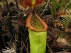 stewartmcpherson-pitcher-plants-of-the-old-world-20