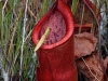 stewartmcpherson-pitcher-plants-of-the-old-world-21