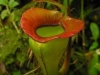 stewartmcpherson-pitcher-plants-of-the-old-world-26