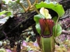 stewartmcpherson-pitcher-plants-of-the-old-world-27