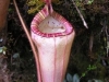 stewartmcpherson-pitcher-plants-of-the-old-world-28