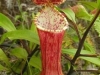 stewartmcpherson-pitcher-plants-of-the-old-world-29