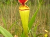stewartmcpherson-pitcher-plants-of-the-old-world-30