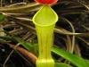 stewartmcpherson-pitcher-plants-of-the-old-world-31