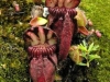 stewartmcpherson-pitcher-plants-of-the-old-world-32