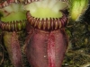 stewartmcpherson-pitcher-plants-of-the-old-world-33