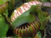 stewartmcpherson-pitcher-plants-of-the-old-world-34