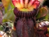 stewartmcpherson-pitcher-plants-of-the-old-world-35