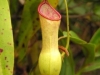 stewartmcpherson-pitcher-plants-of-the-old-world-36