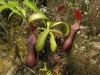 stewartmcpherson-pitcher-plants-of-the-old-world-37