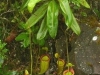 stewartmcpherson-pitcher-plants-of-the-old-world-38