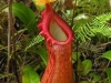 stewartmcpherson-pitcher-plants-of-the-old-world-39
