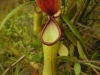 stewartmcpherson-pitcher-plants-of-the-old-world-40