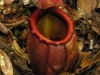 stewartmcpherson-pitcher-plants-of-the-old-world-41