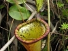 stewartmcpherson-pitcher-plants-of-the-old-world-42