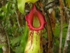 stewartmcpherson-pitcher-plants-of-the-old-world-43