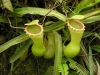 stewartmcpherson-pitcher-plants-of-the-old-world-44