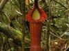 stewartmcpherson-pitcher-plants-of-the-old-world-45