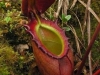 stewartmcpherson-pitcher-plants-of-the-old-world-46