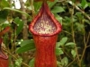 stewartmcpherson-pitcher-plants-of-the-old-world-47