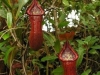 stewartmcpherson-pitcher-plants-of-the-old-world-48