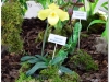 2017-05-13_14850-paphiopedilum-wossner-china-moon
